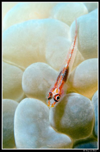 goby by Dray Van Beeck 